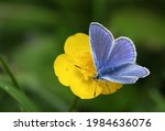 A beautiful Common Blue Butterfly, Polyommatus icarus, nectaring from a Buttercup wildflower.