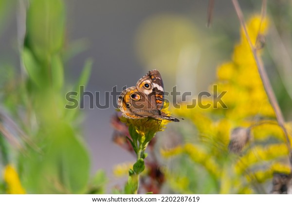 A beautiful common buckeye\
butterfly looks for nectar by the St Clair River in Port Huron,\
Michigan.