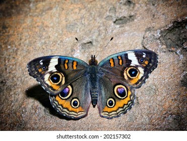 Beautiful Common Buckeye Butterfly on the Rock.
