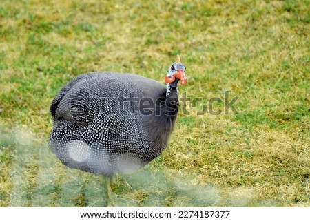 beautiful Common guinea fowl, bird from order Galliformes on spring green grass, Numida meleagris, concept of nesting and breeding birds, wildlife protection, migration of feathered