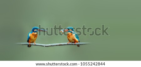 Similar – Kingfisher couple on a branch