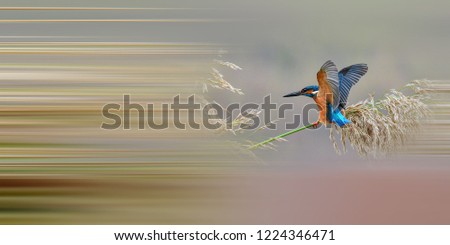 Foto Bild Blaukehlchen Ornithologie