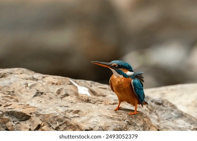 A beautiful common kingfisher bird perched on a rock, intently looking for food on the bank of the Jayanti River near Chota Mahakal cave in Jayanti, West Bengal. - Powered by Shutterstock