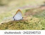 Beautiful Common liperial butterfly in natural