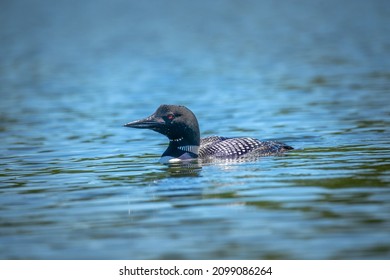 A beautiful common loon quietly swimming along on a northern lake.  You can easily see its distinctive red eye and its black and white pattern.