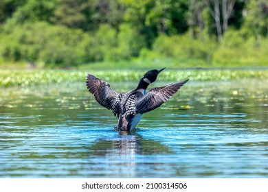 Beautiful common loon rising up out of the water, spreading its wings and shaking its head splashing water droplets all around it.