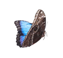 Beautiful Common Morpho Butterfly Isolated On White