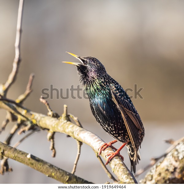 A beautiful common starling nesting in the garden.\
Starling singing and nesting in the spring. Beautiful spring\
scenery with a bird.