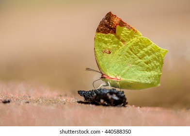 Sưu tập Bộ cánh vảy 3 - Page 13 Beautiful-common-tailed-sulphur-butterfly-260nw-440588350