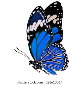 7,488 Blue tiger butterfly Images, Stock Photos & Vectors | Shutterstock