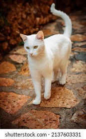 Beautiful Completely White House Cat Walking On A Stone Pattern Street . High Quality Photo