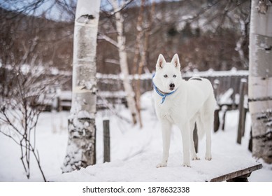 Beautiful white husky Images, Stock Photos & Vectors | Shutterstock