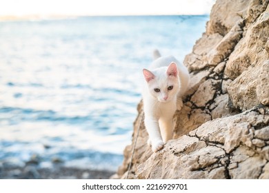 a beautiful completely white young cat in a harness walks, sits on a rocky beach with the sea in the background - Shutterstock ID 2216929701