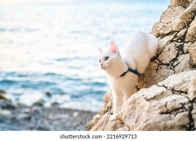 a beautiful completely white young cat in a harness walks, sits on a rocky beach with the sea in the background - Shutterstock ID 2216929713