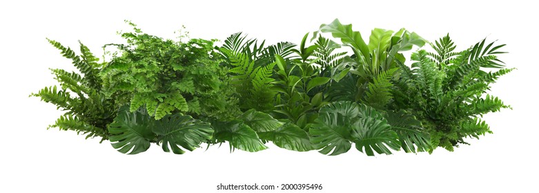 Beautiful composition with fern and other tropical leaves on white background. Banner design