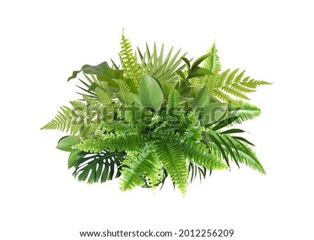 Beautiful composition with fern and other tropical leaves on white background
