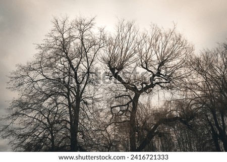 Beautiful composition with leafless trees in winter. Romantic and sad atmosphere.