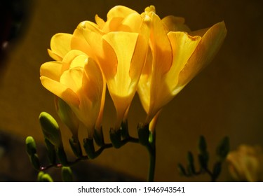 Beautiful composition of Yellow Freesia  Bulb flower, macro clos
