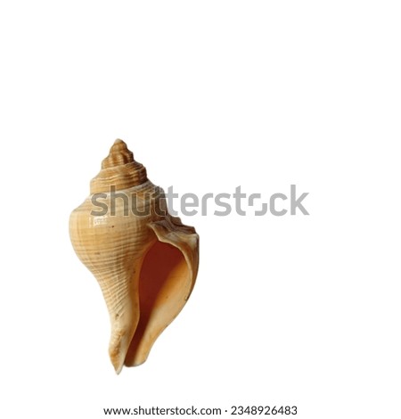 Beautiful conch shale on a white background.