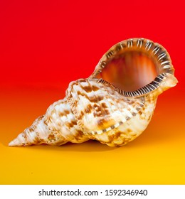 Beautiful Conch Shell From Bahamas