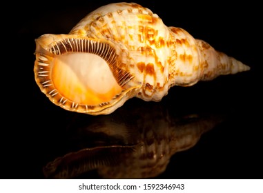 Beautiful Conch Shell From Bahamas