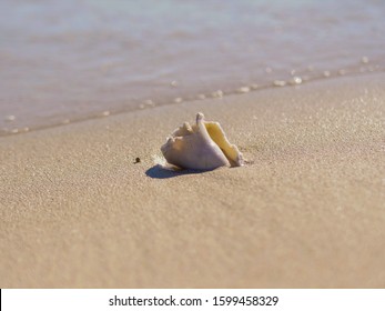 Beautiful Conch Shell On A Beach In The Bahamas