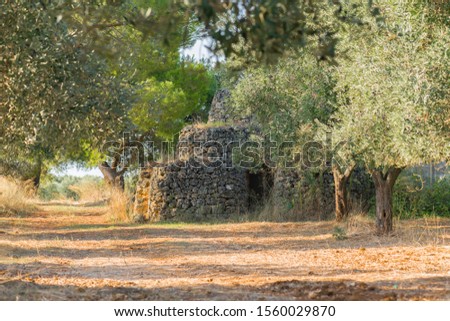 Beautiful conical roof of traditional stone trullo house in olive grove, Puglia, Italy. Tipical apulian landscape