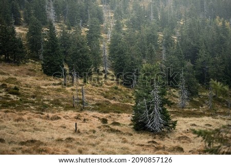 Similar – Foto Bild Coniferous forest in the alps