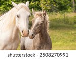 Beautiful Connemara pony (Irish: Capaillín Chonamara) with adorable foal in a natural pasture in Southern Sweden. This pony breed is known for their athleticism, versatility and good disposition.