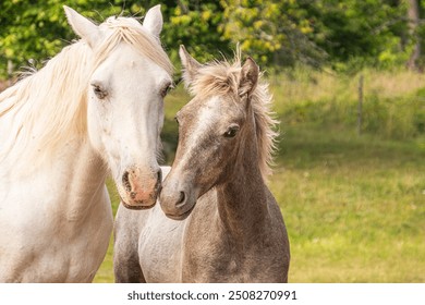 Beautiful Connemara pony (Irish: Capaillín Chonamara) with adorable foal in a natural pasture in Southern Sweden. This pony breed is known for their athleticism, versatility and good disposition.