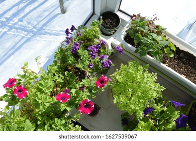 Beautiful Container Garden On The Glass Balcony In Winter. Flowers And Greens Inside When It Is Snow Outside.