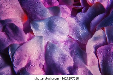Beautiful contrast intensive volume purple violet dog-rose petals backround with waterdrops
