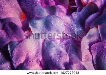 Beautiful contrast intensive volume purple violet dog-rose petals backround with waterdrops