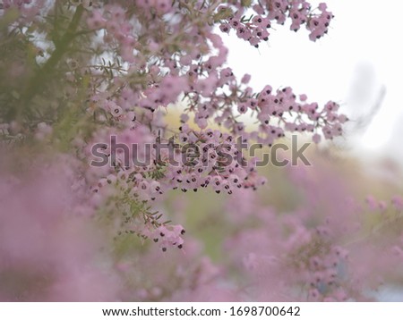 Similar – Spring flowers Environment