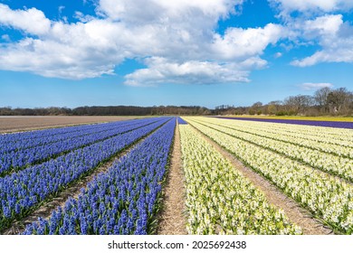 Beautiful Converging Lines With Bulb Fields Full Of Purple And White Hyacinths And On The Far Right A Field Of Yellow Daffodils Near Lisse, The Netherlands