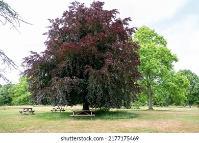 Beautiful Copper Beech Tree With Purple Leaves Surrounded By Picnic Tables In The Countryside