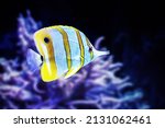 Beautiful Copperband butterflyfish enjoying a cool water.