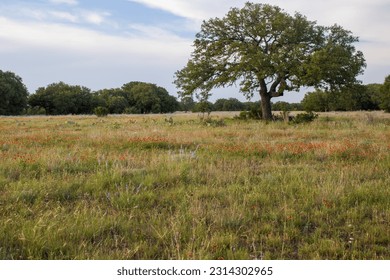 Beautiful copy space of a meadow of Indian Blankets (Gaillardia pulchella) with a large oak tree in the background, in the beautiful Texas Hill Country, Burnet TX USA - Powered by Shutterstock