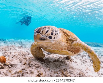 Beautiful Coral Big Green Sea Turtle with Diver, Ama Beach, ZAMAMI Island,
