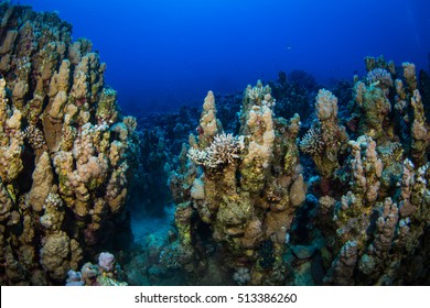 Beautiful coral garden in Red Sea - Shutterstock ID 513386260