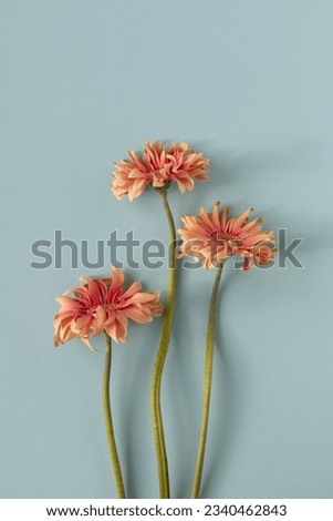 Beautiful coral gerbera flowers on blue background top view. Floral minimalist composition in flat lay style