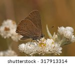 A beautiful Coral Hairstreak butterfly nectars on the blooms of a wildflower in a northern Wisconsin barrens.