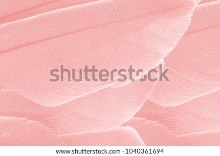 Beautiful Coral Pink  color trends feather texture background
