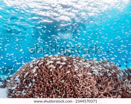 Beautiful Coral Reef Blue green damselfish school with Diver, Ama Beach, ZAMAMI Island,
