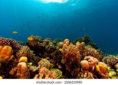 Beautiful Coral Reef Of Red Sea