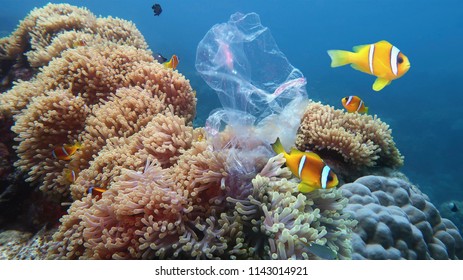 Schönes Korallenriff mit Meeresanemonen und mit Plastiktüten verschmutzter Clowfisch - Umweltschutzkonzept