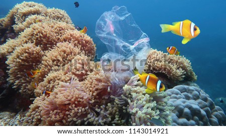 Beautiful coral reef with sea anemones and clownfish polluted with plastic bag - environmental protection concept
