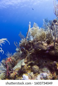 Beautiful Coral Reefs Utila Roatan Honduras Stock Photo 1603734049 ...