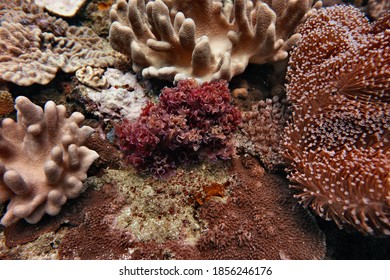 Beautiful Corals At Sodwana Bay