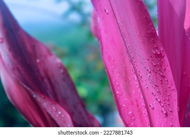 Beautiful Cordyline leaves, Bunga Andong Merah (Cordyline fruticosa) or Ti plant in the morning sun, with bokeh background. there is copy space or negative space for your text. Suitable and perfect fo